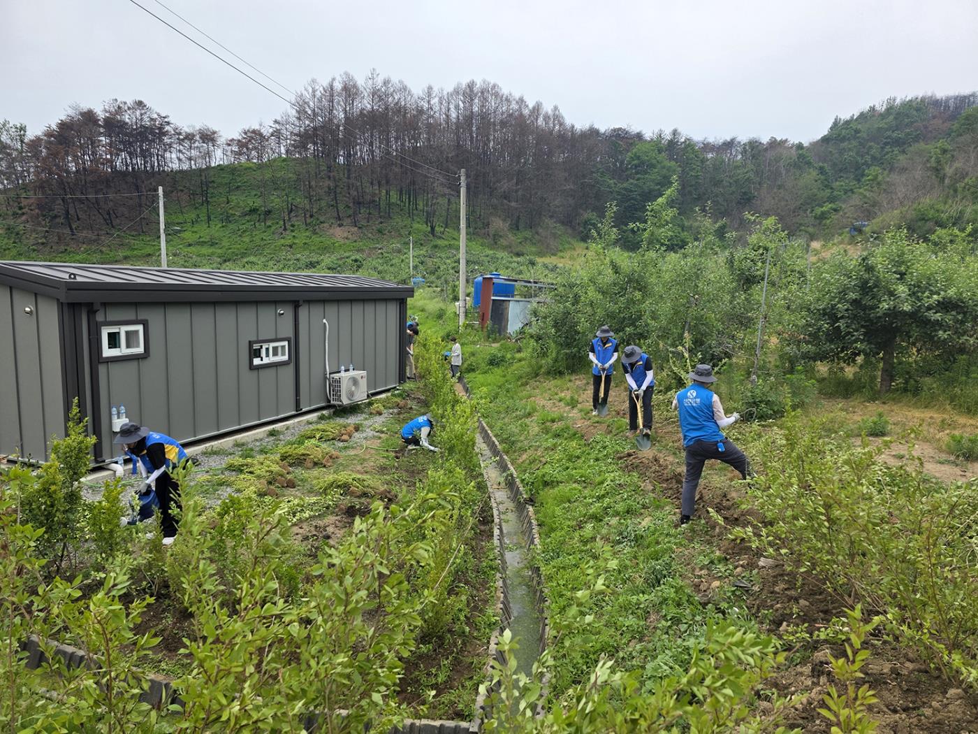 0616 서울시 바로봉사단, 길안면 산불피해 이재민 위한 대규모 봉사활동 전개 (3).jpg
