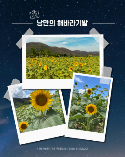 0710 안동시, ‘2025 안동포 세대공감 페스타’ 개최 (2).jpg