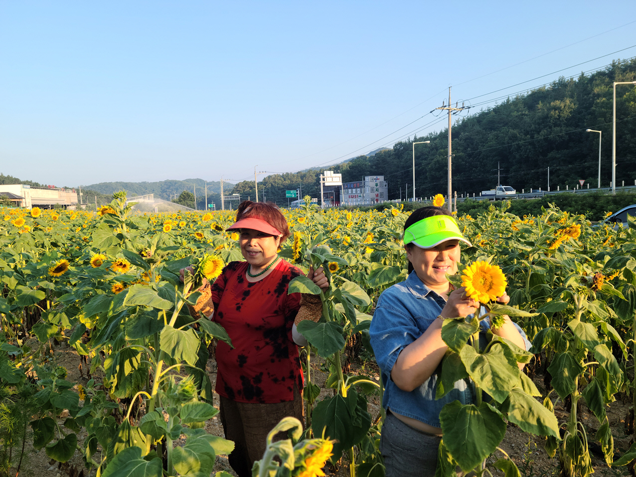 0710 풍산읍, 여름을 수놓은 ‘해바라기단지’ 조성 (2).jpg