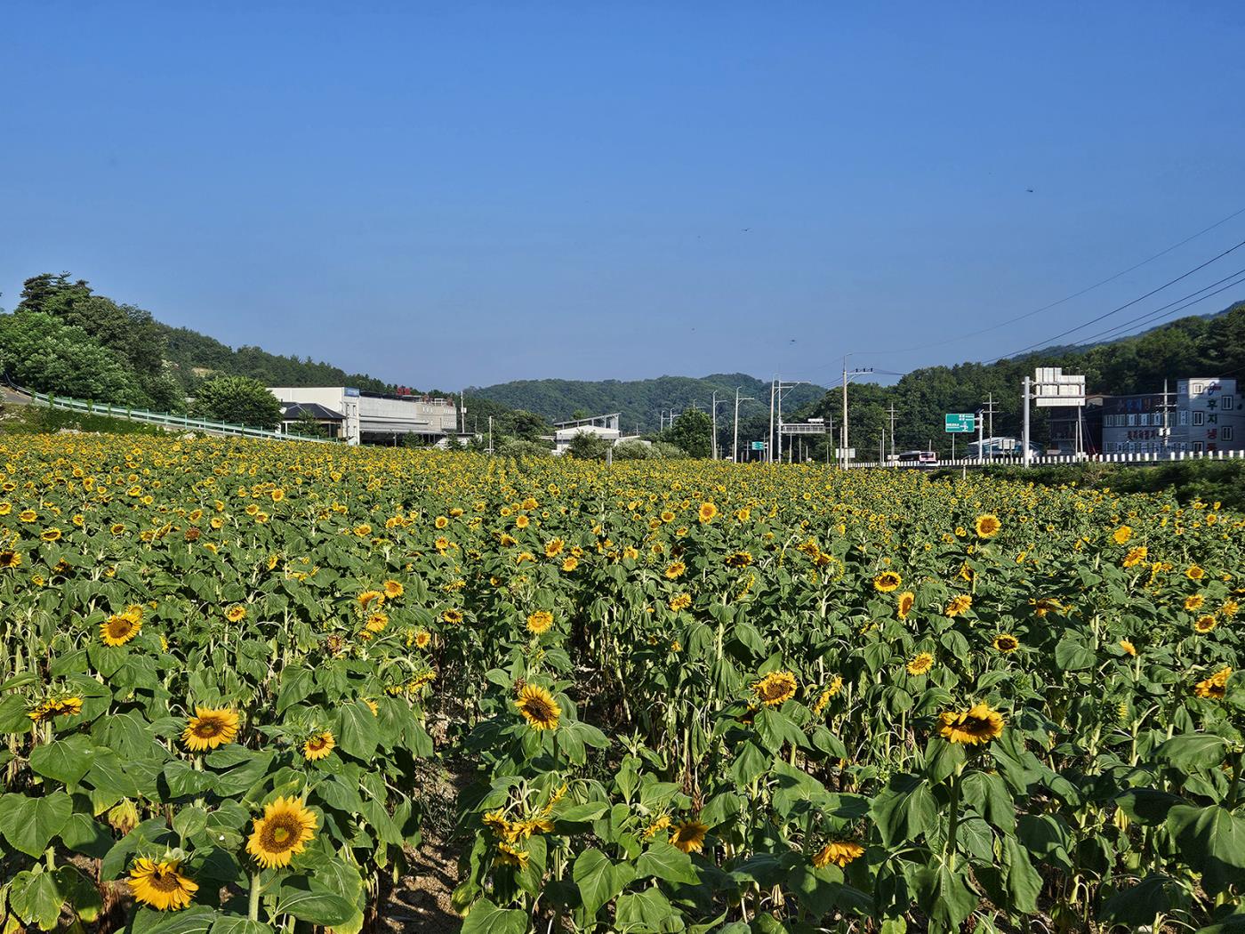 0710 풍산읍, 여름을 수놓은 ‘해바라기단지’ 조성 (3).jpg